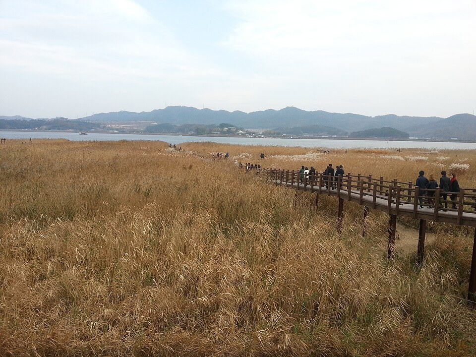 신성리 갈대밭