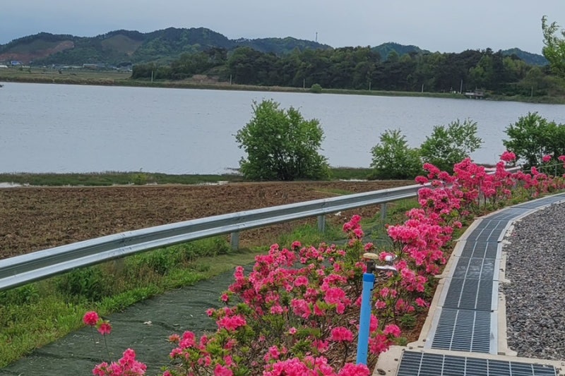 26년 블루아일랜드캠핑장 봄